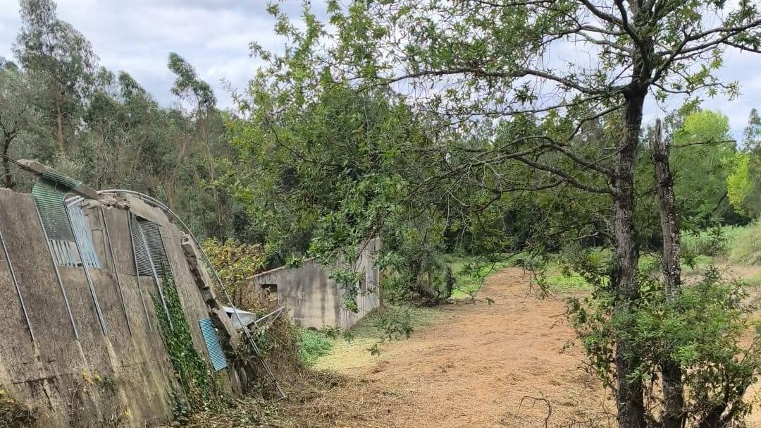 Terreno limpo pela OFEC, com um caminho de terra aberto entre árvores