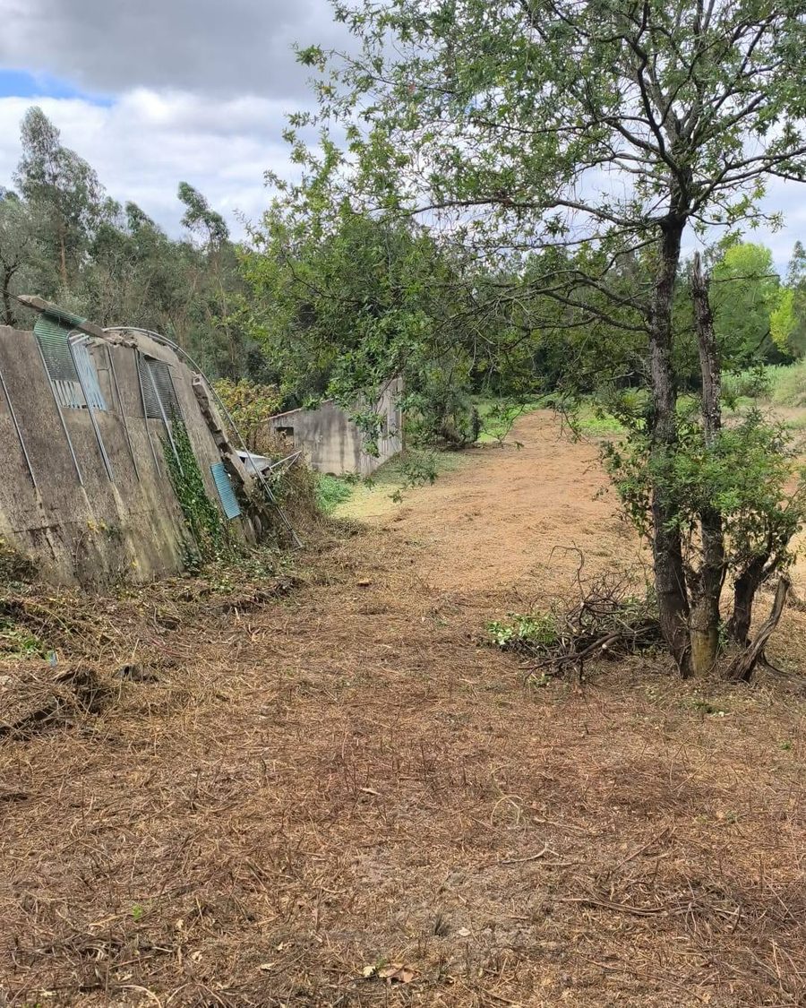Depois: o mesmo terreno limpo, com um caminho de terra aberto até ao fundo